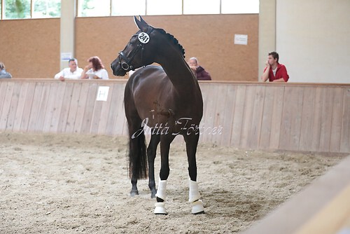 Freispringen 334