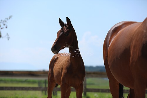 SF v. Cornut braun 21.04.25