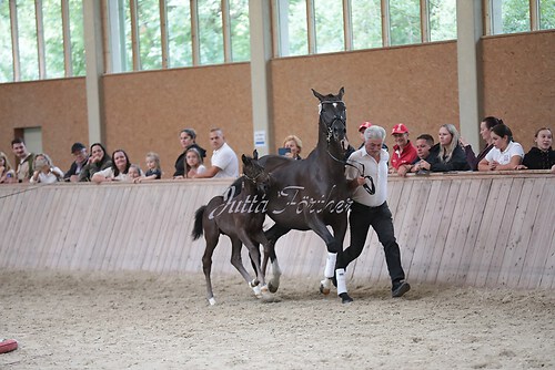 Freispringen 86