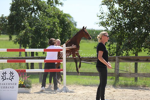 SF v. Cornut braun 21.04.36