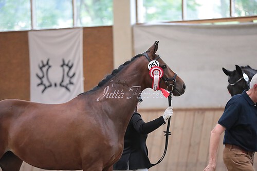 Siegerehrung Stutenleistung0138