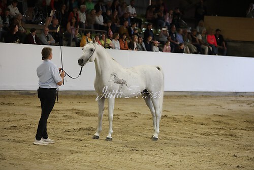 Asil Araber Festival193