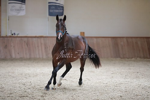 Stutenleistung0002