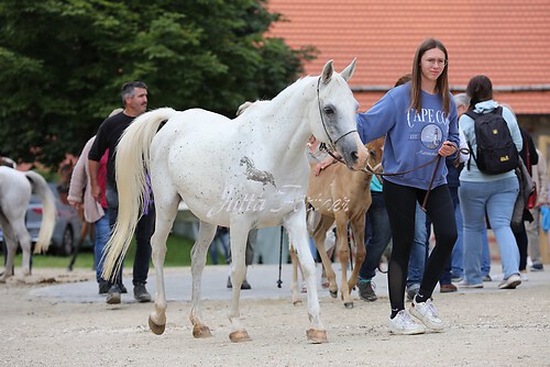 Asil Araber Festival082