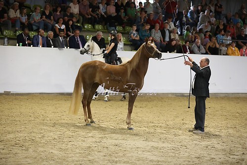 Asil Araber Festival561