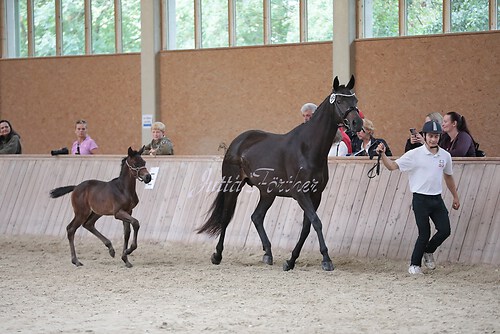 Freispringen 170