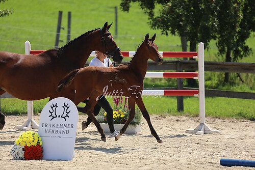 SF v. Cornut braun 21.04.15