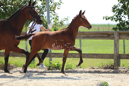 SF v. Cornut braun 21.04.10