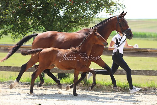 SF v. Cornut braun 21.04.20