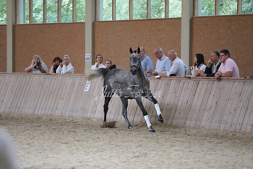 Freispringen 262