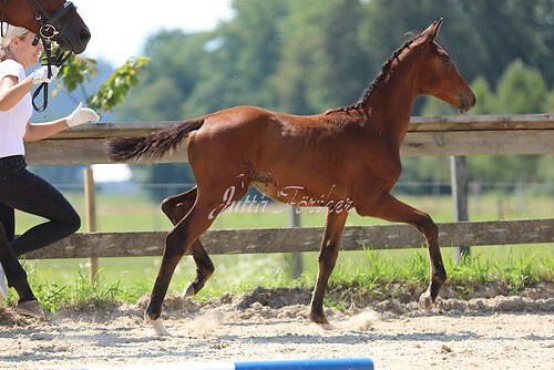 SF v. Cornut braun 21.04.13