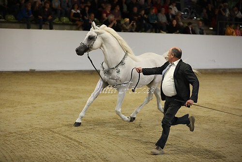 Asil Araber Festival132