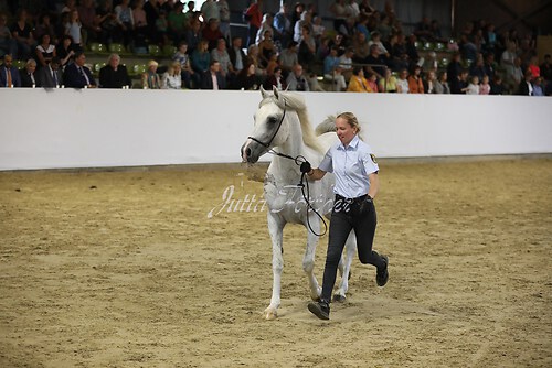 Asil Araber Festival580