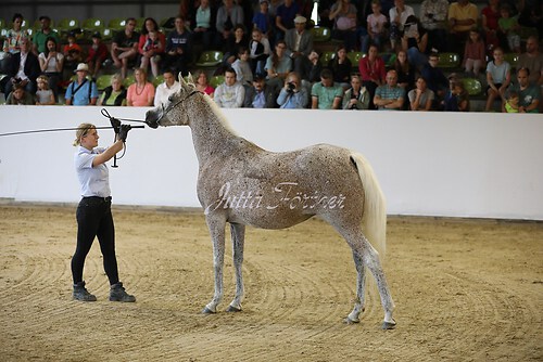 Asil Araber Festival294