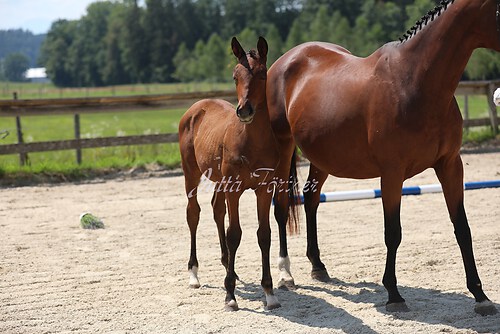 SF v. Cornut braun 21.04.29