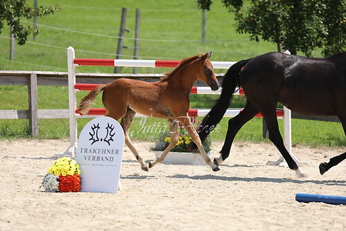 SF Sahara v. Zauberdeyk001