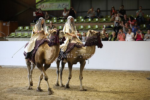 Asil Araber Festival570