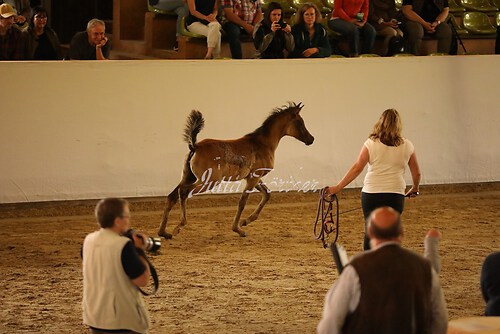 Asil Araber Festival063