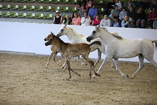 Asil Araber Festival546