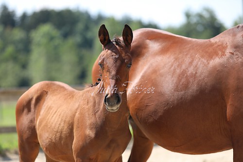 SF v. Cornut braun 21.04.34