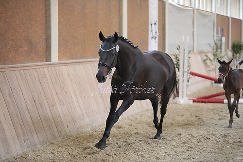 Freispringen 146