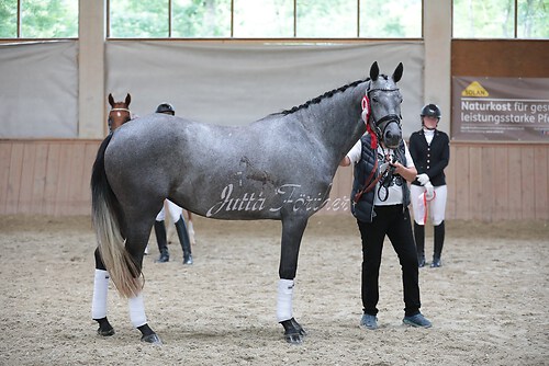 Siegerehrung Stutenleistung0053