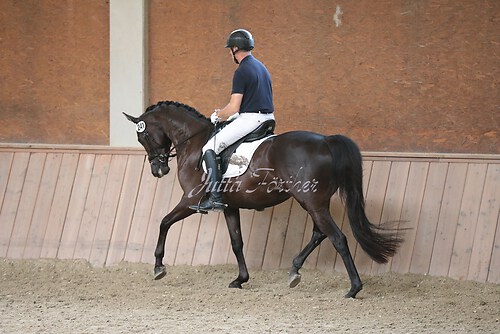 Stutenleistung0127