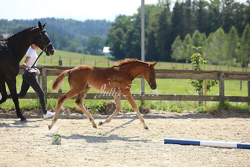 SF Sahara v. Zauberdeyk087