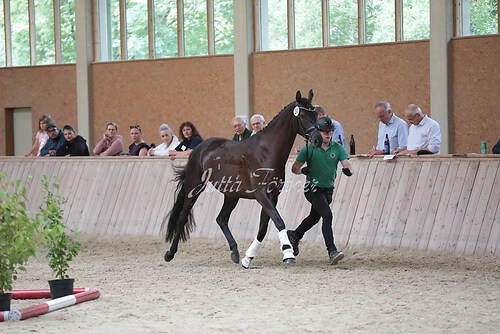 Freispringen 341