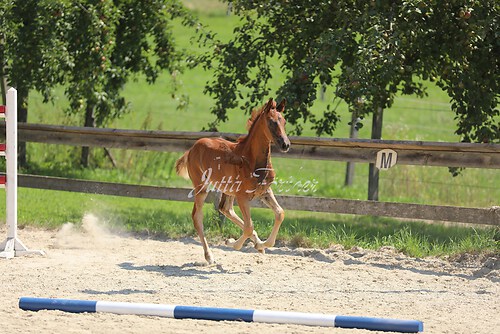 SF Sahara v. Zauberdeyk071