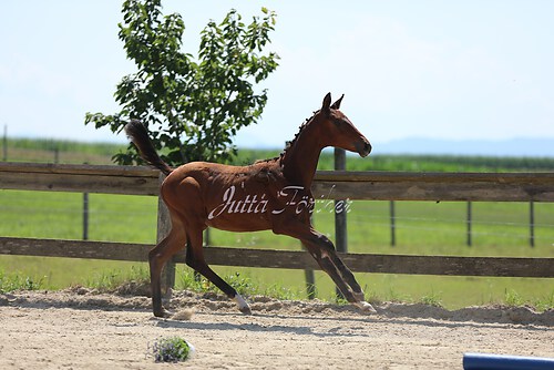 SF v. Cornut braun 21.04.37