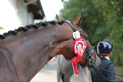 Siegerehrung Stutenleistung0095