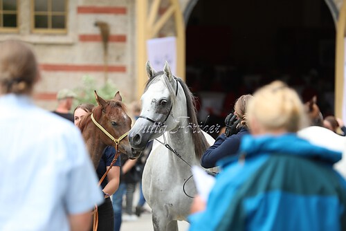 Asil Araber Festival086