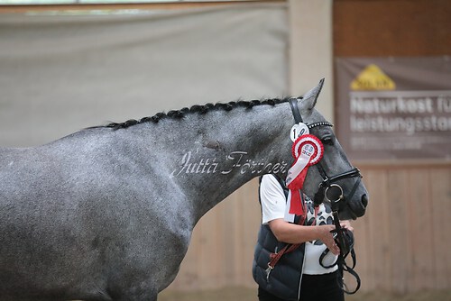 Siegerehrung Stutenleistung0051