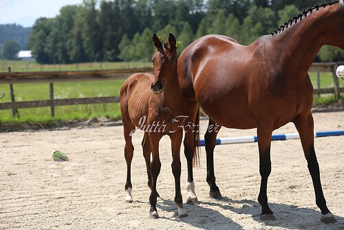 SF v. Cornut braun 21.04.31