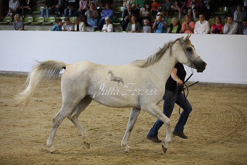 Asil Araber Festival321