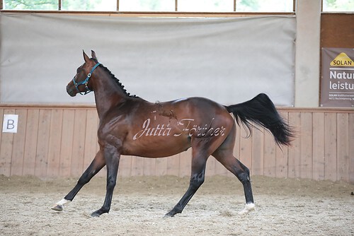 Stutenleistung0011