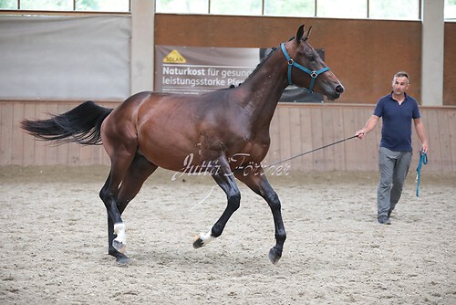 Stutenleistung0009