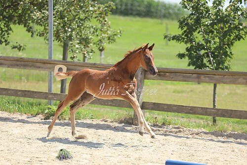 SF Sahara v. Zauberdeyk074