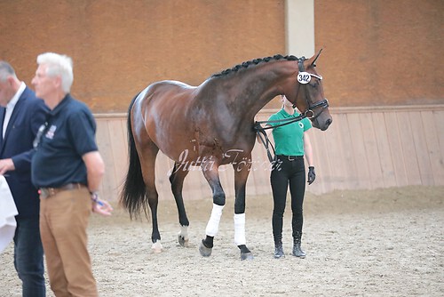 Siegerehrung Stutenleistung0014