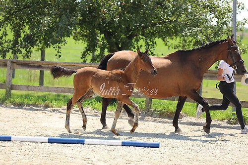 SF v. Cornut a.d. Vega Laguna11