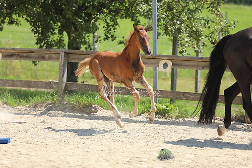 SF Sahara v. Zauberdeyk084