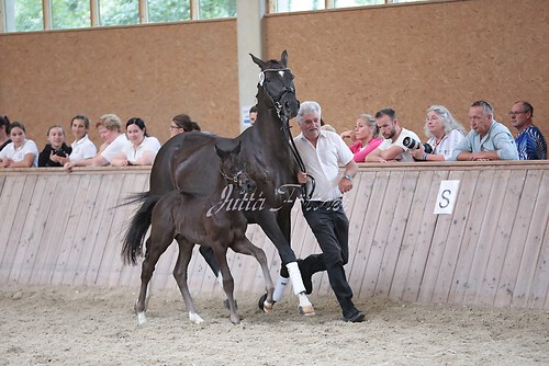 Freispringen 82