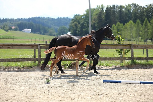 SF Sahara v. Zauberdeyk038