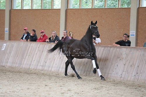 Freispringen 115