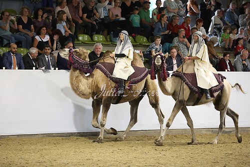 Asil Araber Festival568