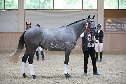 Siegerehrung Stutenleistung0052