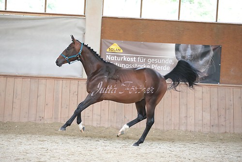 Stutenleistung0019