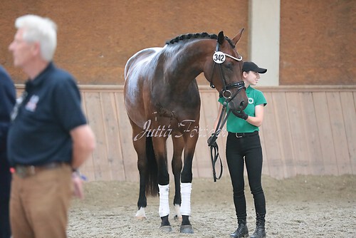 Siegerehrung Stutenleistung0017