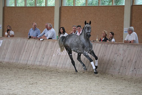 Freispringen 278
